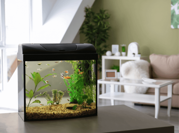 Aquarium chic à intégrer dans tous vos intérieurs